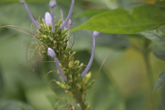 Pseuderanthemum graciliflorum