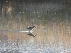 Calidris alpina