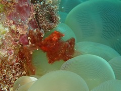 Achaeus japonicus