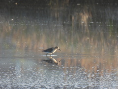 Calidris alpina