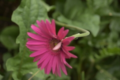 Gerbera jamesonii