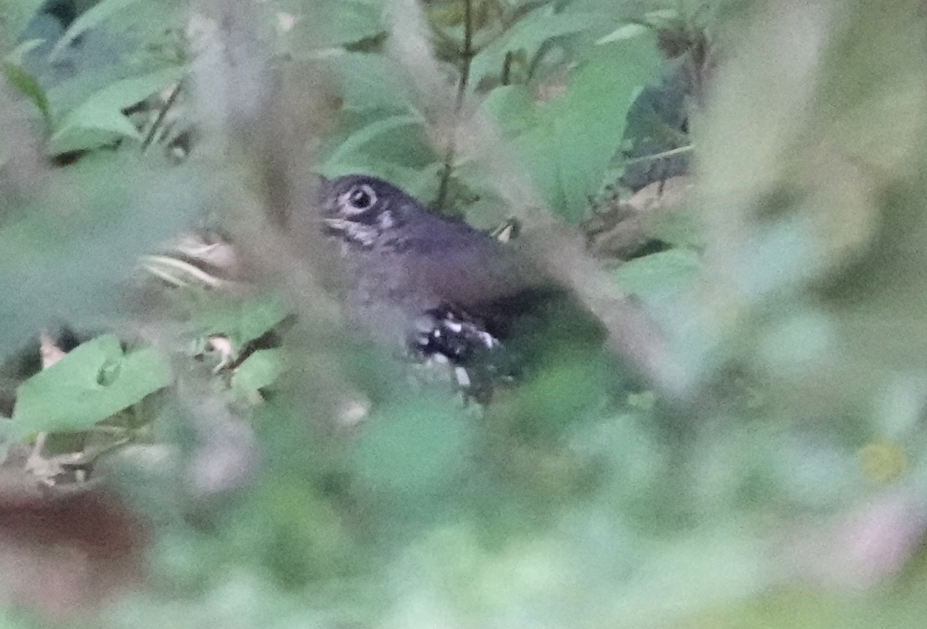 Sunda Thrush (Zoothera andromedae), photo 3