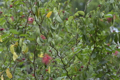 Calliandra tergemina emarginata