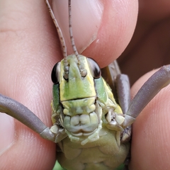 Brachystola behrensii