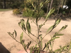 Acacia ixiophylla