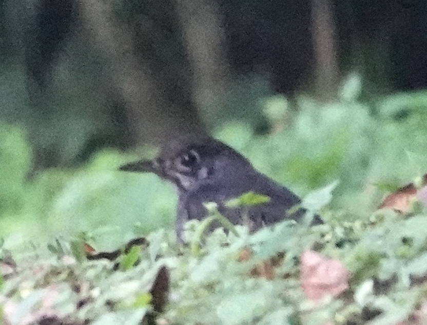 Sunda Thrush (Zoothera andromedae), photo 4