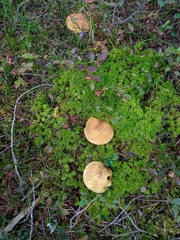 Suillus variegatus