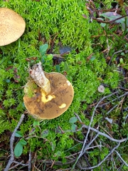 Suillus variegatus