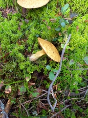 Suillus variegatus