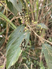Callicarpa tikusikensis