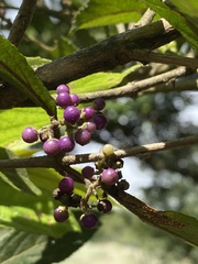 Callicarpa tikusikensis