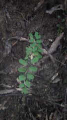 Adiantum philippense subsp. philippense image