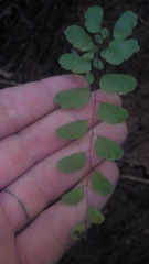 Adiantum philippense subsp. philippense image