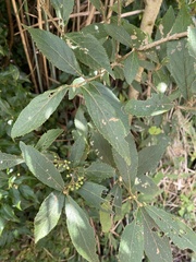 Callicarpa tikusikensis
