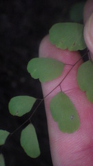 Adiantum philippense subsp. philippense image