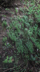 Adiantum philippense subsp. philippense image