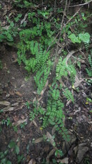 Adiantum philippense subsp. philippense image