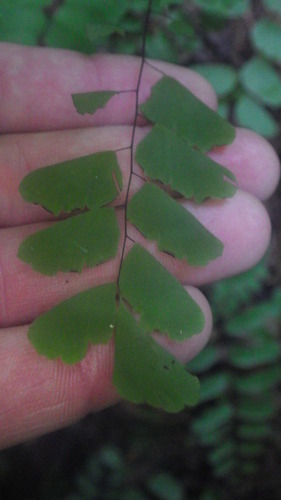 Adiantum philippense subsp. philippense image