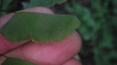 Adiantum philippense subsp. philippense image