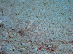 Pardachirus pavoninus