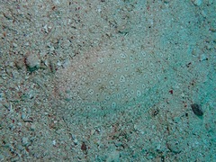 Pardachirus pavoninus