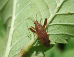 Phytocoris ulmi
