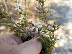 Leptospermum semibaccatum