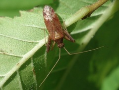 Phytocoris ulmi