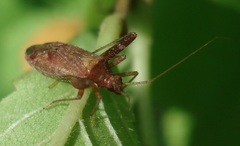 Phytocoris ulmi