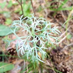 Artemisia sericea