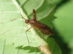 Phytocoris ulmi