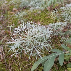 Artemisia sericea