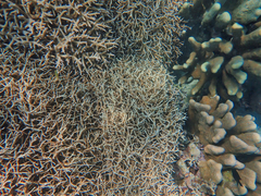 Millepora tenera