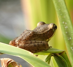Chalcorana chalconota