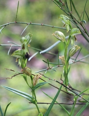 Pterostylis smaragdyna