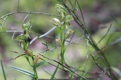 Pterostylis smaragdyna