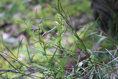 Pterostylis smaragdyna
