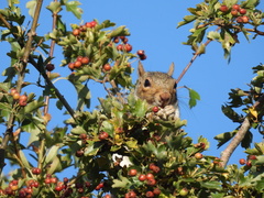 Sciurus carolinensis