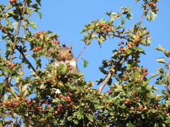 Sciurus carolinensis