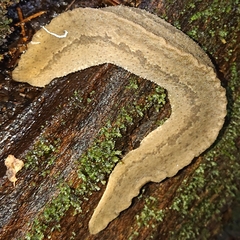 Rathouisiidae