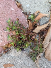Portulaca oleracea