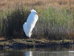 Ardea alba alba