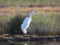 Ardea alba alba