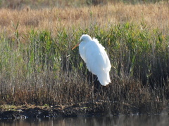 Ardea alba alba
