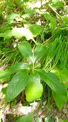 Helleborus orientalis