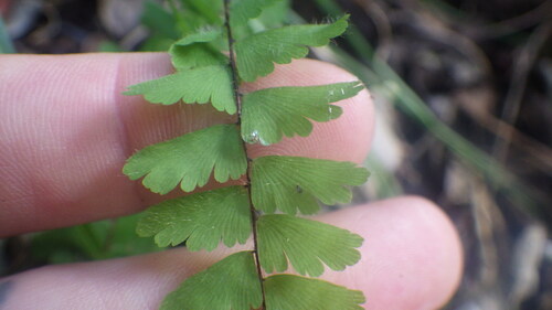 Adiantum incisum image