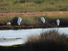 Ardea alba alba