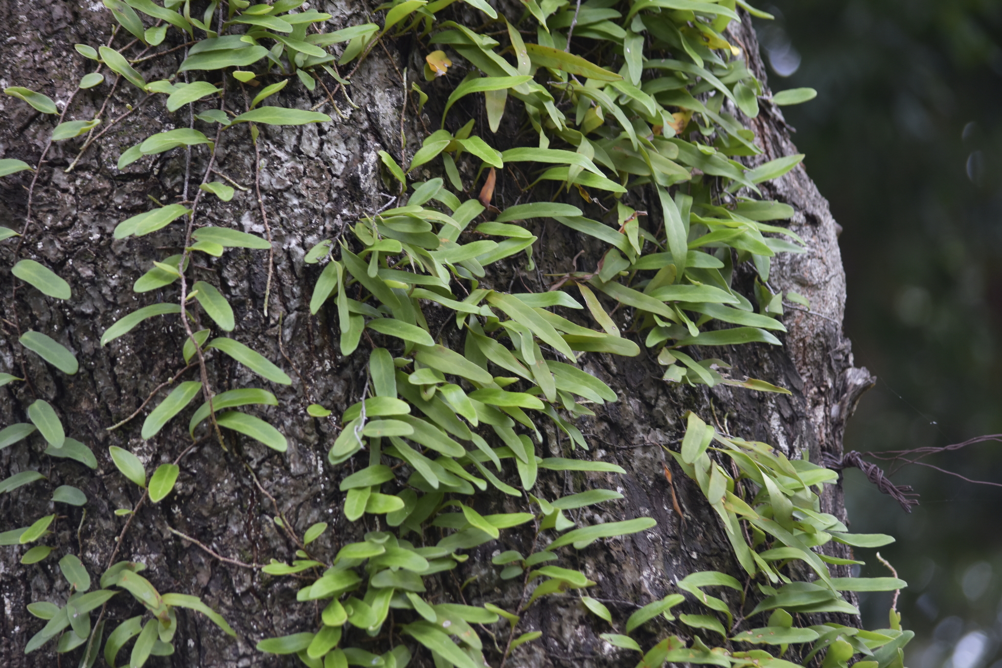 Pyrrosia lanceolata (Pyrrosia lanceolata)