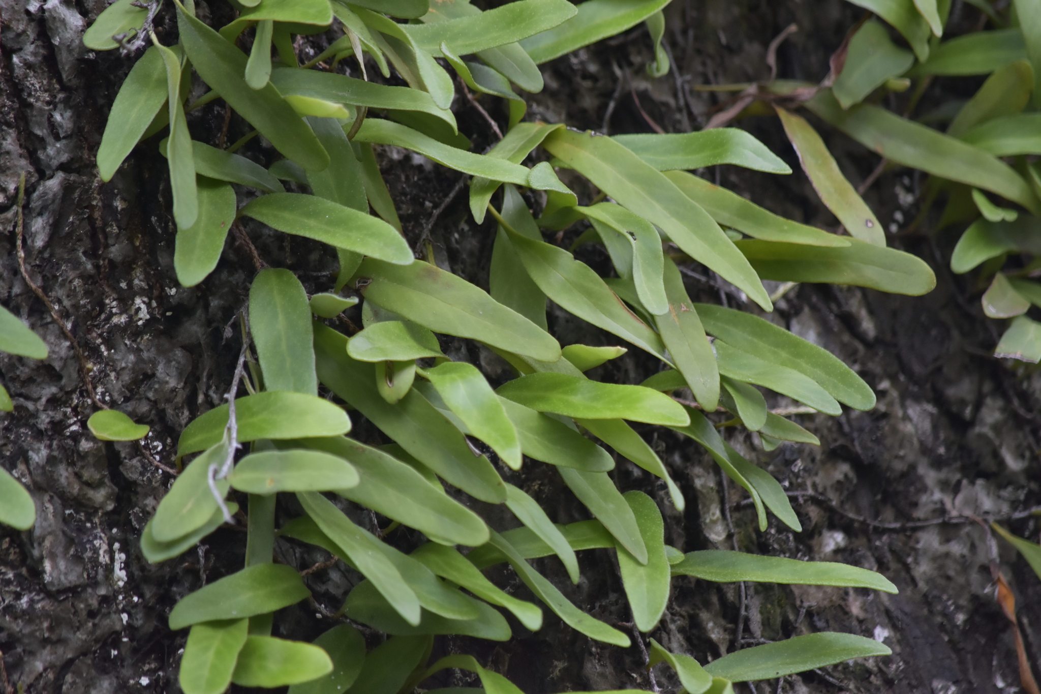 Pyrrosia lanceolata — ảnh 2