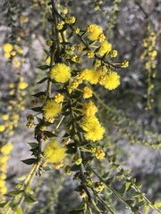 Acacia amblygona